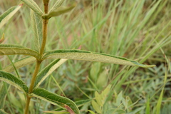 Vangueria psammophila