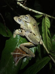 Rhacophorus annamensis