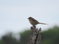 Schoeniophylax phryganophilus