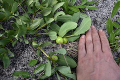Fadogia variifolia