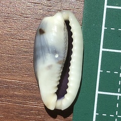 Erronea cylindrica