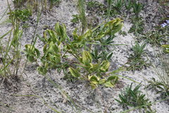Fadogia variifolia