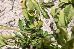 Fadogia variifolia