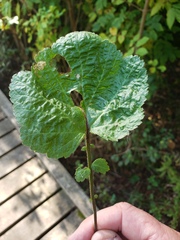 Geum laciniatum