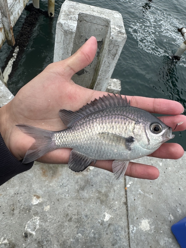 Peruvian chromis