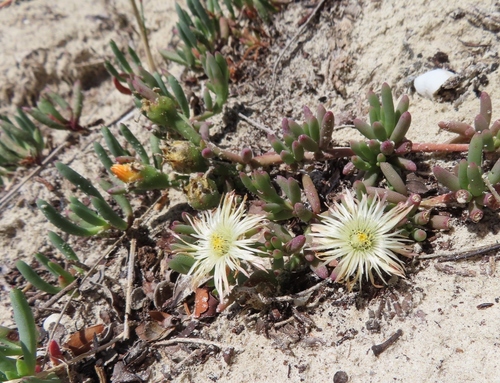 Mesembryanthemum canaliculatum
