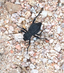 Philolithus aegrotus