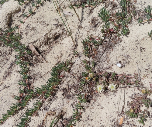 Mesembryanthemum canaliculatum