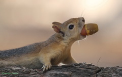 Sciurus anomalus