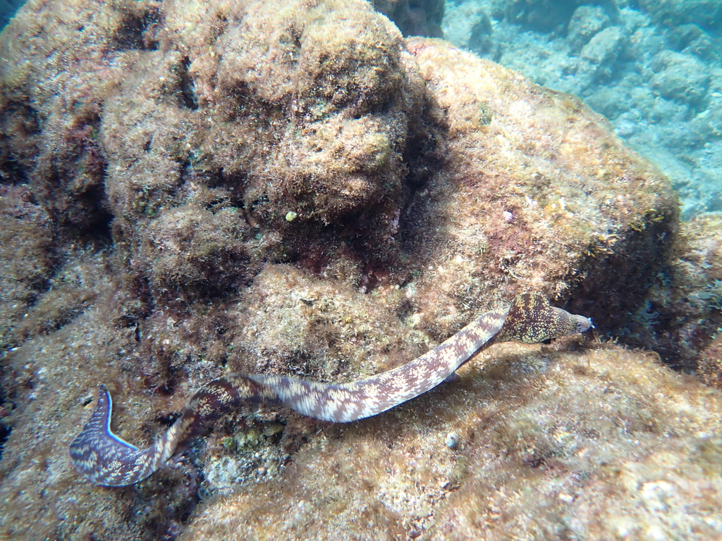 Kidako Moray (Gymnothorax kidako)