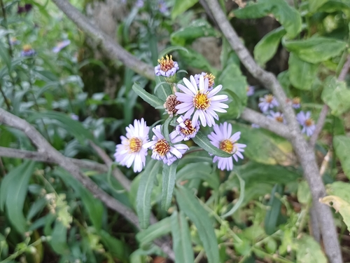 astra (Symphyotrichum)