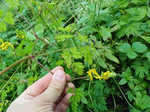 chochlačkovec žltý (Pseudofumaria lutea)