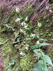 Swertia shintenensis