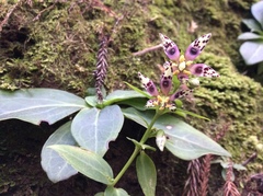 Swertia shintenensis