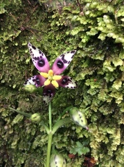 Swertia shintenensis