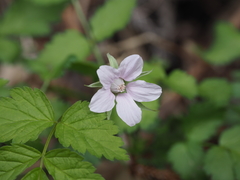 Rubus pungens oldhamii