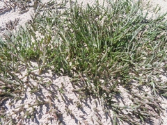 Salicornia natalensis