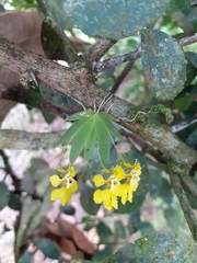 Erycina