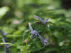 Corydalis lineariloba