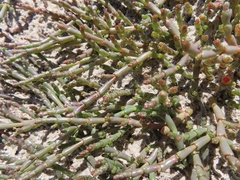 Salicornia natalensis
