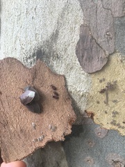 Horvathiolus superbus