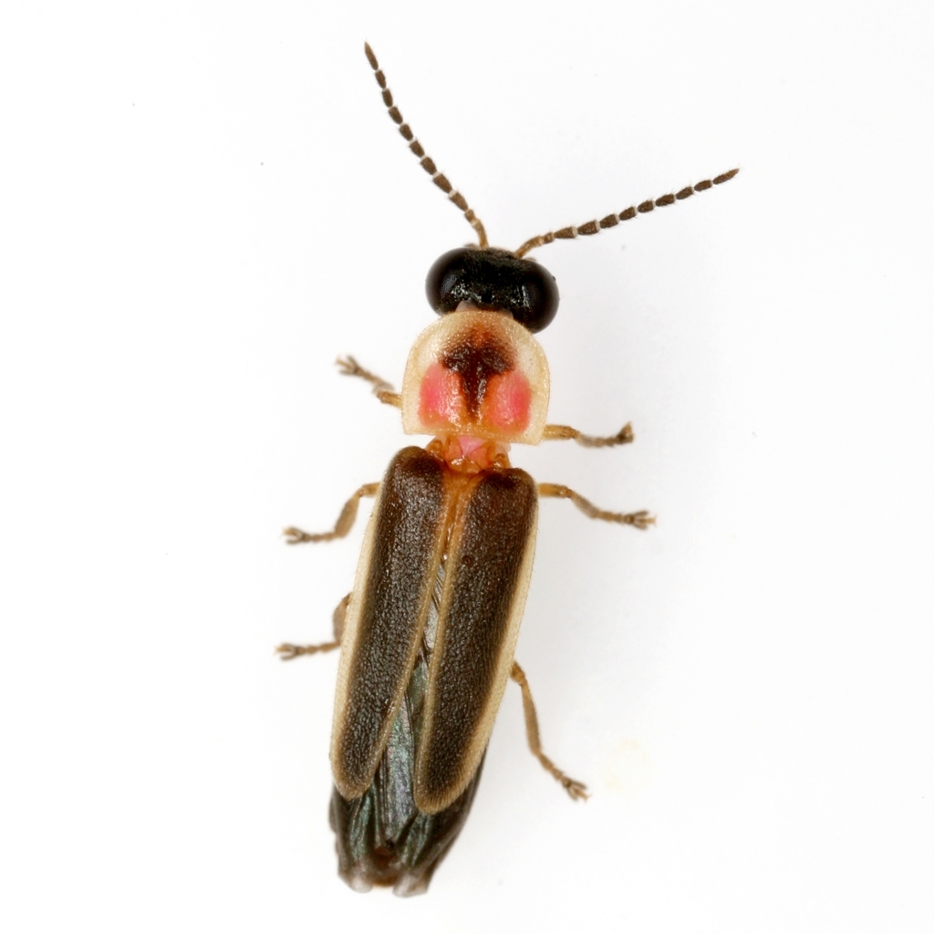 Texas Two-step Flasher