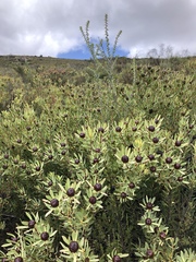 Leucadendron loranthifolium