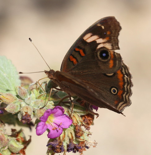 Pacific Mangrove Buckeye