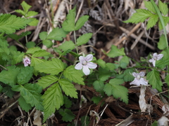 Rubus pungens oldhamii