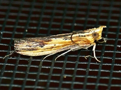 Ancylostomia stercorea