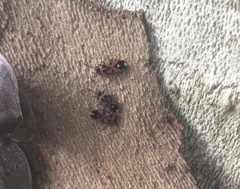 Horvathiolus superbus