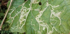 Phytomyza lappae