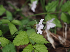 Rubus pungens oldhamii
