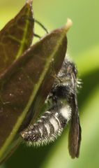 Glossotilla