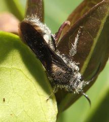 Glossotilla