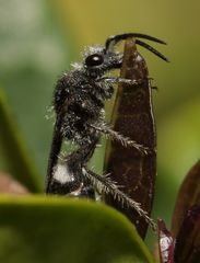 Glossotilla