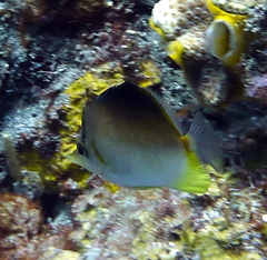 Prognathodes aculeatus