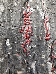 Oxycarenus lavaterae