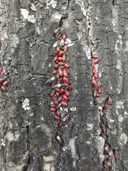 Oxycarenus lavaterae