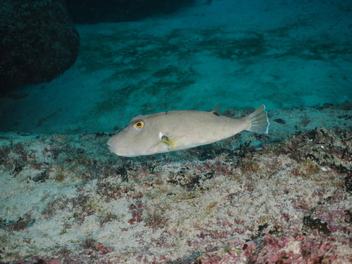 Narrow-headed puffer (Sphoeroides angusticeps) — Tetraodontidae — 4
