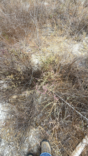iNaturalist observation photo of Dicots