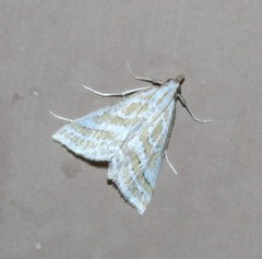 Leptosteges parthenialis