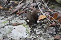 Papilio nephelus chaonulus