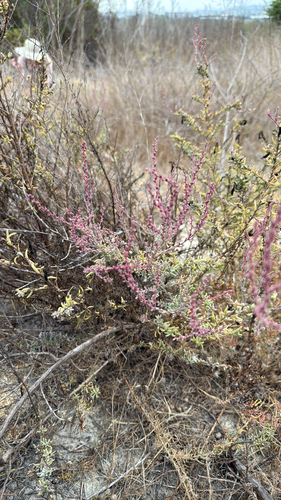 iNaturalist observation photo of Seepweeds