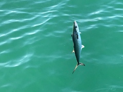 Scomberomorus maculatus