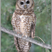 California Spotted Owl - Photo (c) Alison Sheehey, some rights reserved (CC BY-NC-ND), uploaded by Nature Ali