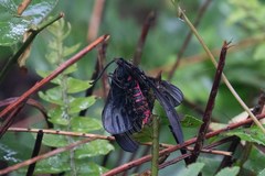 Gynautocera rubriscutellata