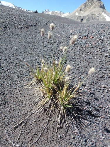 Alopecurus dasyanthus