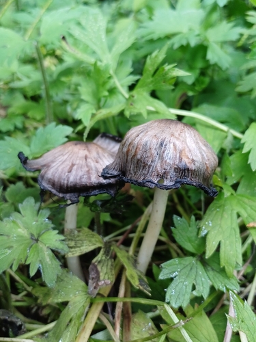 hnojník atramentový (Coprinopsis atramentaria)