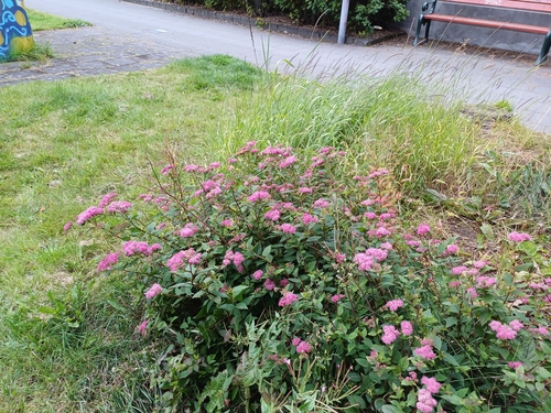 Japanska suručica (Spiraea japonica)